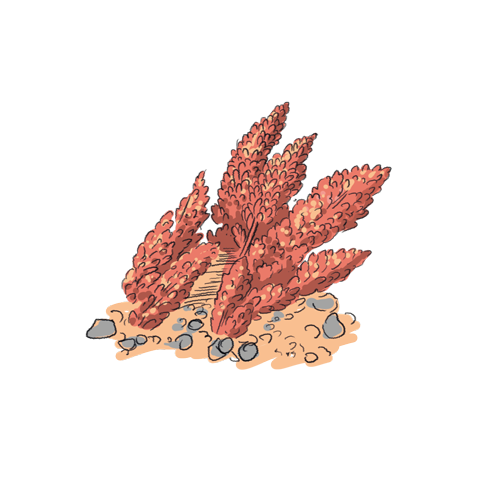 Rode algen