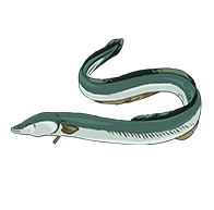 Europese aal/paling